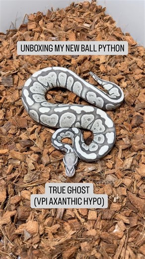 Unboxing my new Ball Python! Meet our True Ghost Ball Python🐍👻🫶