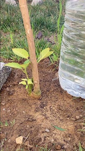DIY Drip Irrigation with a Syringe & Bottle 💧 | No Tools Needed!