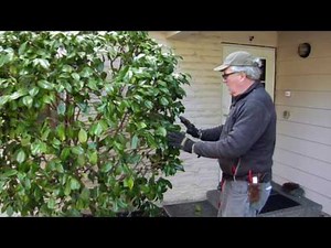 Properly Pruning A Camelia w/ Seattle Arborist Chip Kennaugh