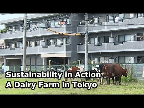 Sustainability in Action – A Dairy Farm in Tokyo
