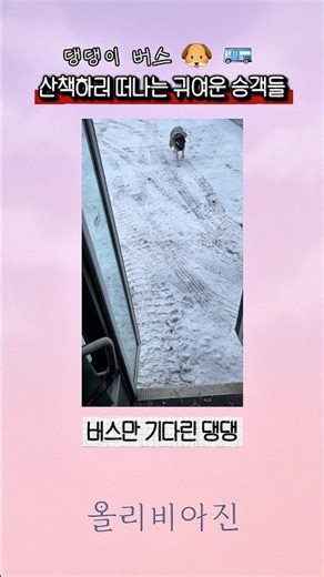 댕댕이 버스. 산책하러 떠나는 귀여운 승객들