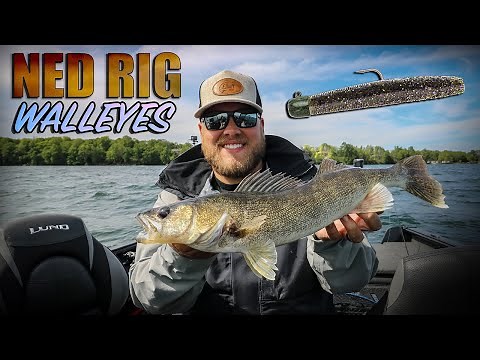 Ned Rig: The best WALLEYE bait no one’s throwing
