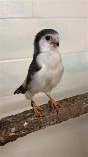 There’s a new African Pygmy Falcon in town at the Ameritas Wings of Wonder! Everyone meet Toby, a 9 month old Pygmy Falcon. Keepers are hopeful he will become a companion to Tanzi, the female Pygmy Falcon who stars in the summer bird experience!