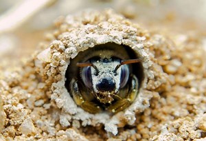 How to Get Rid of Ground Bees? | Digger Bee Control - Pest Samurai