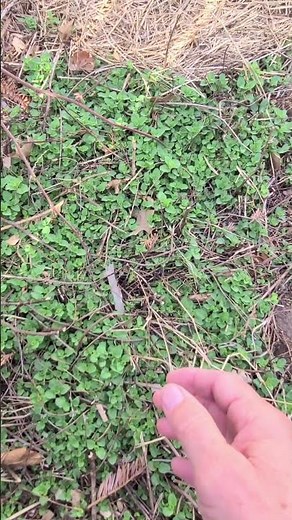 Be Careful Where You Plant Oregano! It Can Be Invasive!