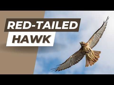 Red-Tailed Hawk Scream Sound Effect - Authentic Hawk Call & Bird of Prey SFX