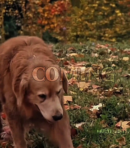 I couldn’t pick which movie to edit to this song, so I did all three 🥲 . . . . #edits #fypシ #spiritstallionofthecimarron #homewardbound #httyd