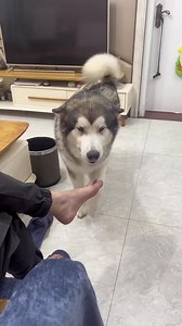 6K views · 167 reactions | Even dogs are disgusted...  #dog #dogs #Smart #funny | HKY Viral | Facebook