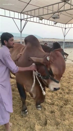 Northernbypass Mandi 2026 Update today |Karachi Cow Mandi Update #cow #bull #shorts