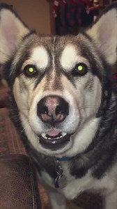 22K views · 121 reactions | VIRAL VIDEO: This talking husky isn't happy about not being allowed to go back outside... | Rick DeLuca | Facebook