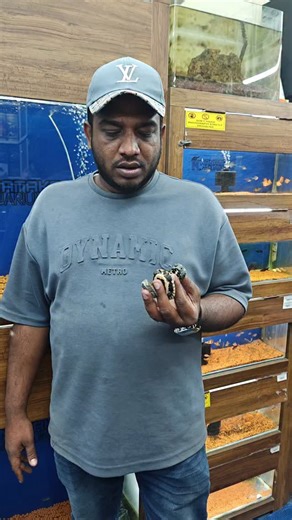 Syedexoticpets on Instagram: "Many varieties of turtle 🐢 Map Turtle Reeves Turtle Yellow pond Turtle 🐢 #karnatakaaquarium #india #bangalore #animals #turtles @karnatakaaquarium_ @karnataka_aquarium_kannada @syed.exoticpets"