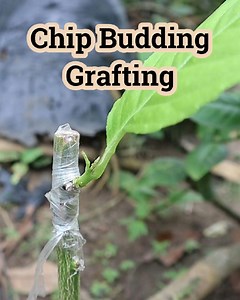12K views · 121 reactions | Chip Budding Grafting #plant #Spring #diy #gardening #4u #grafting #citrus | Grafting Examples | Facebook
