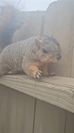 When the walnut is just a shell. #charliethesquirrel#morningmoments#squirrelnutcafe#natureconnection