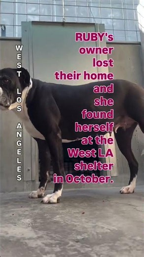 #A2235075 RUBY #adoptdontshop #fosteringsaveslives #dog