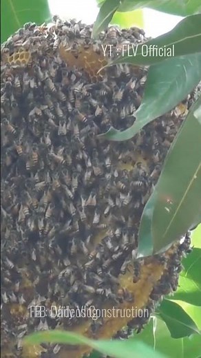 Harvesting Wild Honey Bees in Jungle | FLV Official | Ep 02