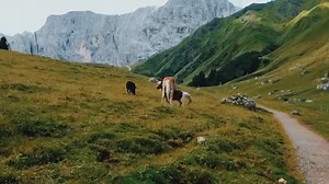 21K views · 1.2K reactions | Life in wild | Explore Earth | Facebook