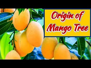 King of Fruits Story |How mango tree originated? | kids story | Edifying Insights