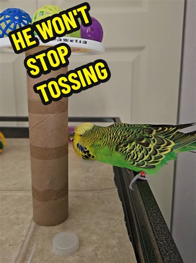 Charlie the Bird's Hilarious Toy Game with Trash