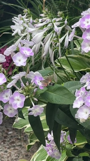 What we thought was a hummingbird is actually a hummingbird Moth! So cool😊