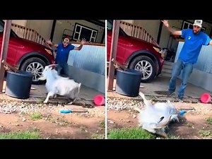 Fainting Goat 🐐 It FAINTS When Scared!
