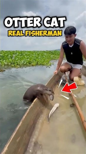 The Otter Cat That Hunts Golden Fish Better Than Any Net: #fishing #shorts