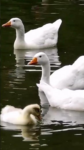 White Geese