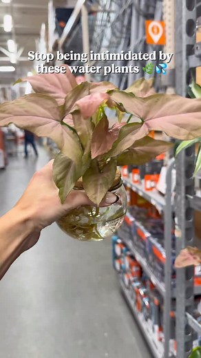 Have you had success growing plants just in water? 🌿✨ It’s even easier to get one that have been growing in water (or start as a cutting) than transferring from soil to hydro! Comment ‘DETAILS’ & I’ll send you everything I’m using here Or head over to @happyhappyhouseplant & use code ‘MARIAHGROWS’ for 10% off | MariahGrows