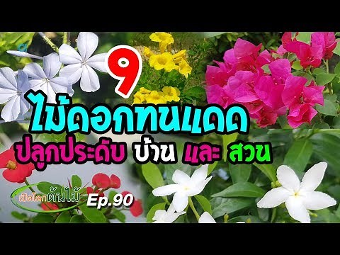 9 ไม้ดอกทนแดด ปลูกประดับบ้านและสวน