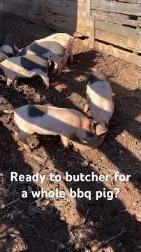 Pigs ready for bbq? Getting cool weather to scald and butcher.