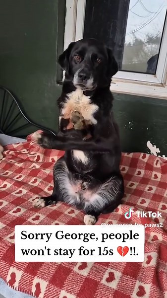 Response for Paws (@response.for.paws2)’s video of sorry george