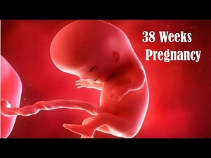 38 Weeks Pregnancy Symptoms // Baby Size and Baby Development