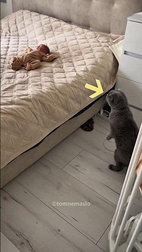 Cat Meets Baby For The First Time😍
