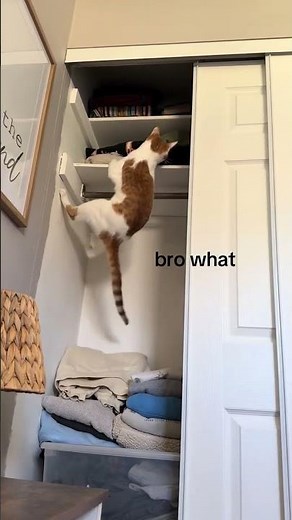 I was trying to nap, mind you #cat #kitty #kitten #funnycats @thecheddarcollective