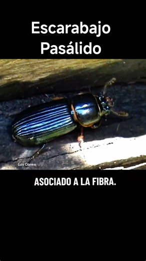 Escarabajo Pasálido "Odontotaenius", asociados a la madera en descomposición #naturaleza #biologia