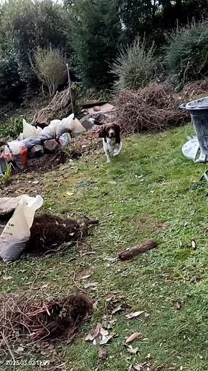 working Springer spaniel