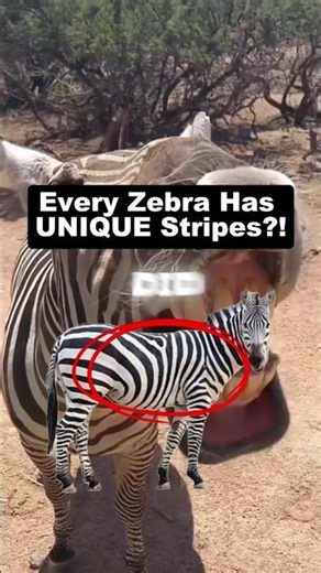 Every Zebra Has Unique Stripes?! #shorts #zebra #animalfacts