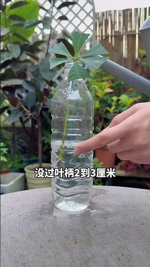 How to Propagate Money Tree Leaves: Easy Cutting Method