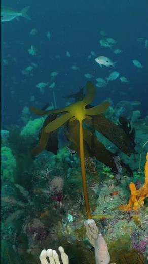 Hidden deep reefs of the Great Southern Reef