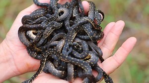 Watch as Tim Faulkner releases 23 healthy Diamond Pythons back into the wild after rescuing the eggs and incubating them! | Australian Reptile Park