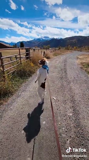 A dog that has mastered the art of walking like a human. #comedyanimals #familydoggy #dexterdogouray