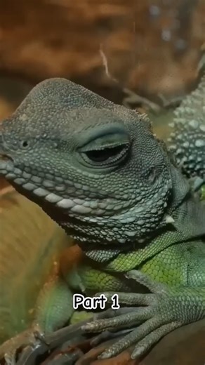 Amazon Jungle Tour🌴| World’s Most Dangerous & Beautiful Rainforest | Wildlife & Nature #AmazonJungle