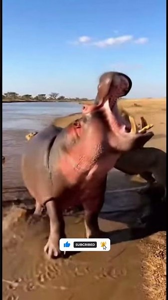 Hippo vs Lions — Surrounded With No Escape