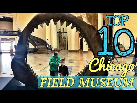 Top 10 "MUST SEE" at the FIELD MUSEUM! - Chicago's Field Museum's best exhibits.