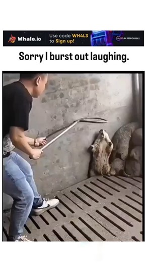 curvico_explained on Instagram: "The X post shares a 17-second video of a man using a pole snare to capture a resisting marmot in a confined enclosure, captioned as hilariously funny, amassing over 4.8 million views and 8,000 likes despite controversy. Replies predominantly condemn the content as animal abuse, noting the marmots' huddled, terrified postures akin to mistreated dogs, with users questioning the humor and highlighting signs of ongoing distress. Marmots are culturally hunted for meat