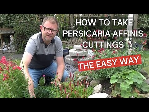 How to Take Persicaria affinis 'Superba' Stem Cuttings | How to Propagate Persicaria affinis