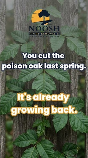 Why Cutting Poison Oak Doesn't Kill It