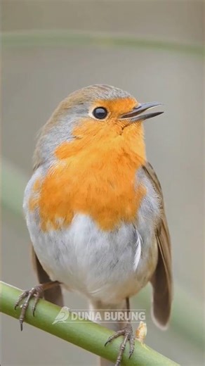 “Tiny Bird, Massive Voice! 🌿🔥” #birds