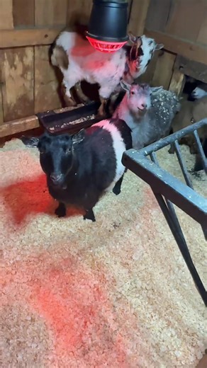 Organizing a Clean Barn for Happy Goats