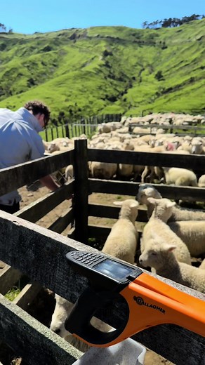 Counting down until we get back to this again…. Docking is always a highlight in the farming calendar. #farmlife #nzlamb #sheepfarming #sheepandbeef #animalhealth #docking #farmviews #teamwork #familyfarm #hillfarming #farmtok #countrylife #rural #nzfarming #moments #farmlifebestlife