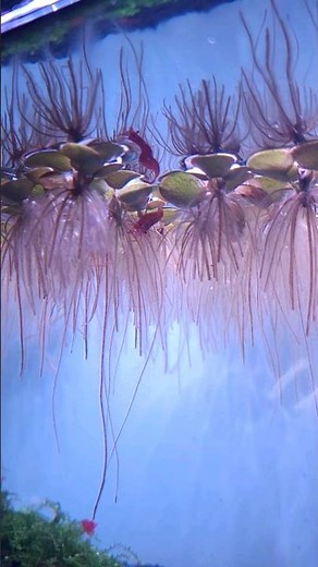 체리새우 | 아마존프로그비트 (shrimp tank) #체리새우 #부상수초 #아마존프로그비트